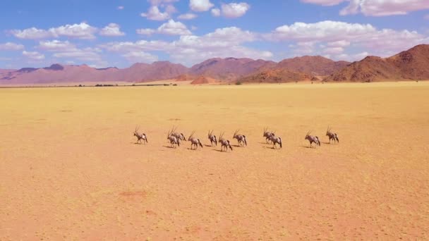 Aerial Felett Csorda Oryx Antilop Vadon Élő Állatok Séta Keresztül — Stock videók