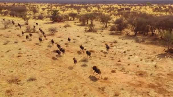 Excelente Drone Aéreo Gnus Negros Correndo Nas Planícies África Deserto — Vídeo de Stock