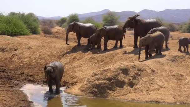 Large Herd Thirsty Dusty African Elephants Arrive Watering Hole Drink — Stock Video