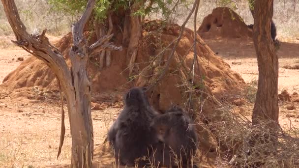 Two Baboons Groom Each Other African Plain Large Termite Mounds — Stock Video