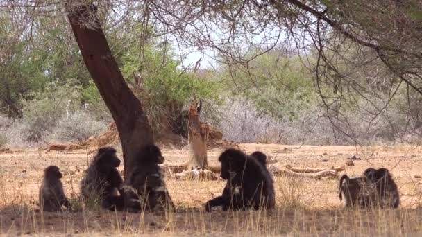 Egy Csapat Pávián Egy Alatt Afrikában Élvezik Árnyékot — Stock videók