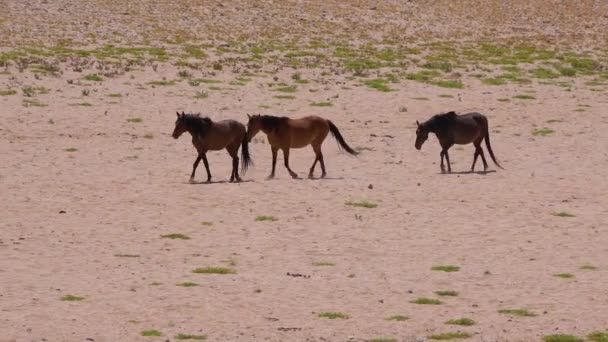 野生の絶滅危惧種の馬がアフリカのナミビア砂漠を歩く — ストック動画