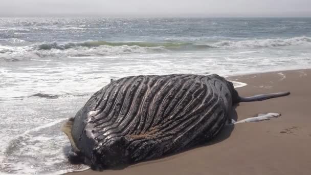一只死了的座头鲸躺在纳米比亚大西洋骷髅海岸的一个废弃海滩上 — 图库视频影像