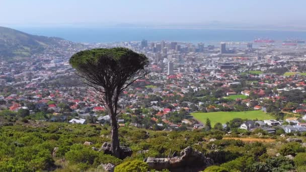 Antenn Över Skyline Centrala Kapstaden Sydafrika Från Sluttningen Med Akaciaträd — Stockvideo