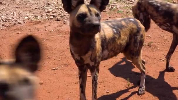 Cães Selvagens Africanos Raros Ameaçados Extinção Vagueiam Pela Savana Namíbia — Vídeo de Stock