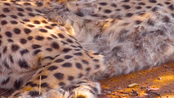 Een Cheeta Slaapt Ademt Savanne Van Afrika — Stockvideo