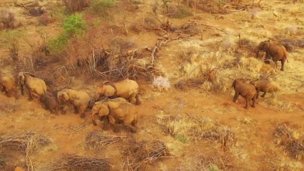 アフリカのブッシュとサバンナを移動するアフリカゾウの巨大な家族の群れの上に空中ドローンErindi Park ナミビア — ストック動画