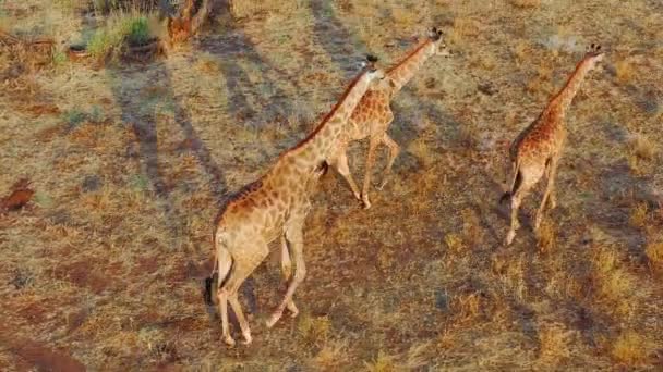 Beautiful Aerial Giraffes Walking Savannah Safari Erindi Park Namibia — Stock Video