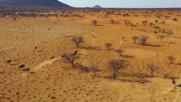 Excellent Drone Aerial Black Wildebeest Running Plains Africa Namib Desert — Stock Video