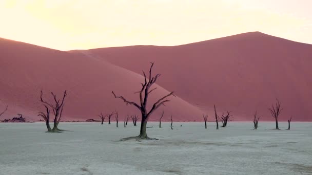 Arbres Morts Silhouette Aube Deadvlei Sossusvlei Dans Parc National Namibien — Video
