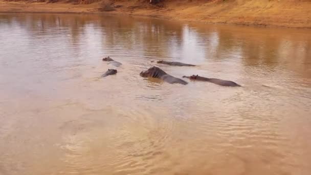 Erindi Parkı Namibya Afrika Banyo Yapan Bir Grup Hipopotam Ile — Stok video