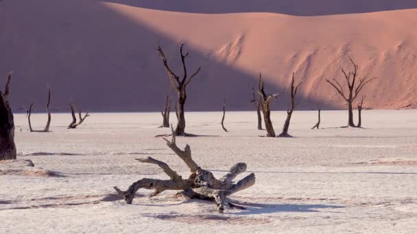 Incríveis Árvores Mortas Silhuetas Amanhecer Deadvlei Sossusvlei Parque Nacional Namib — Vídeo de Stock