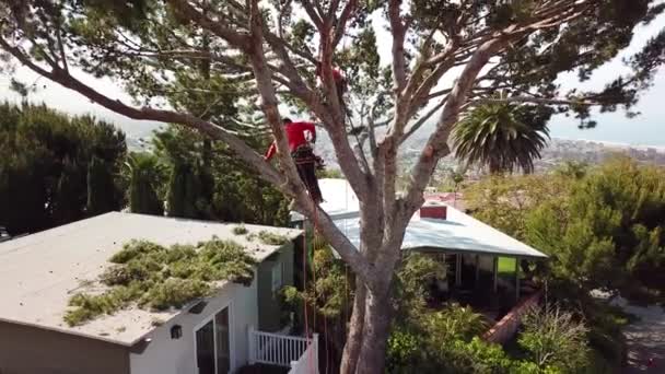 Lucht Van Twee Boom Trimmers Snijden Takken Een Boom Een — Stockvideo