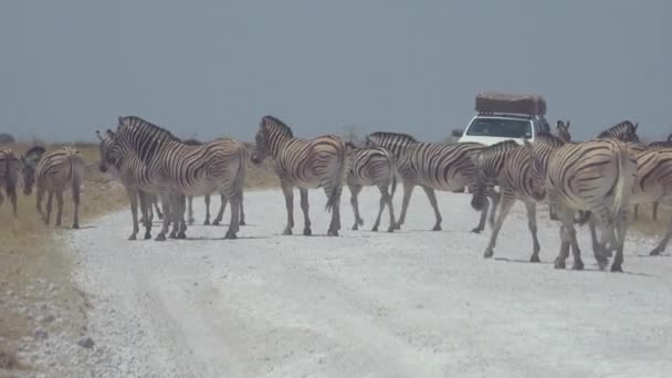 在非洲的埃托沙国家公园 一辆狩猎车接近了大群尘土飞扬的斑马 — 图库视频影像