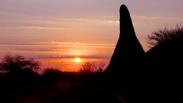 巨大なシロアリ塚の後ろの美しい夕日や日の出は ナミビアの古典的なアフリカのサファリシーンを定義しています — ストック動画