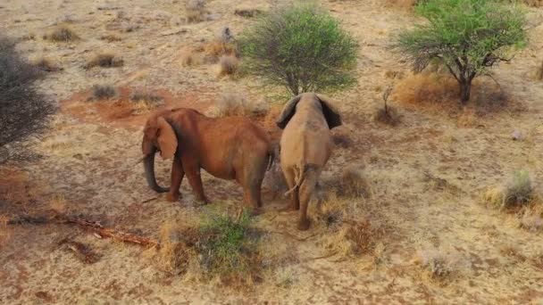 ナミビアのエリンディ公園のサファリでアフリカのサバンナの2つの美しいアフリカゾウの上の偉大な無人機 — ストック動画