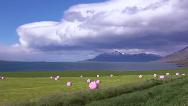 Large Pink Bales Hay Wrapped Plastic Cylinders Marshmallows Fields Iceland — Stock Video