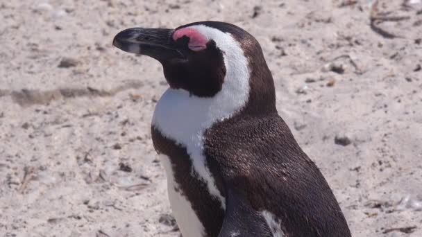 南アフリカ共和国の喜望峰のビーチでジャッカスの黒い足のペンギンの良い終わり — ストック動画