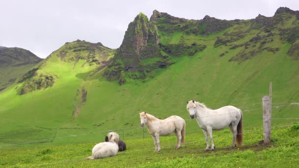 美しいアイスランドのポニー馬はアイスランドの緑のフィールドに立っています — ストック動画