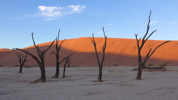 Árvores Mortas Silhuetas Amanhecer Deadvlei Sossusvlei Parque Nacional Namib Naukluft — Vídeo de Stock