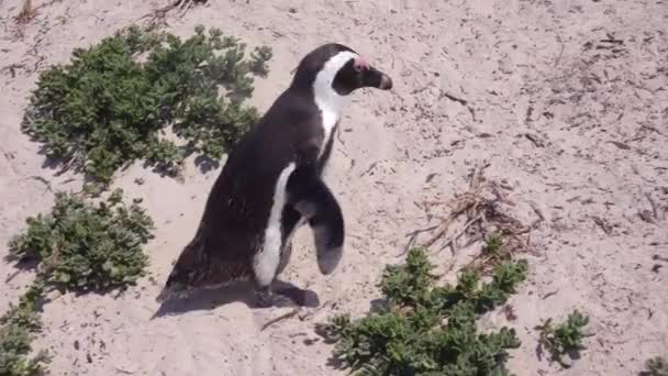 南アフリカの喜望峰のビーチを歩くジャッカスの黒い足のペンギンの良い終わり — ストック動画