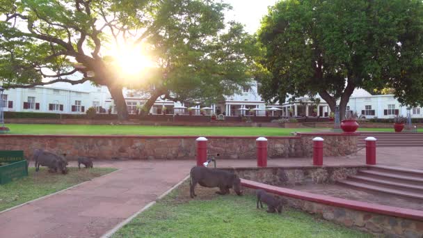 Warthogs Eat Grass Grounds Elegant Victoria Falls Hotel Zimbawbwe — Stock Video