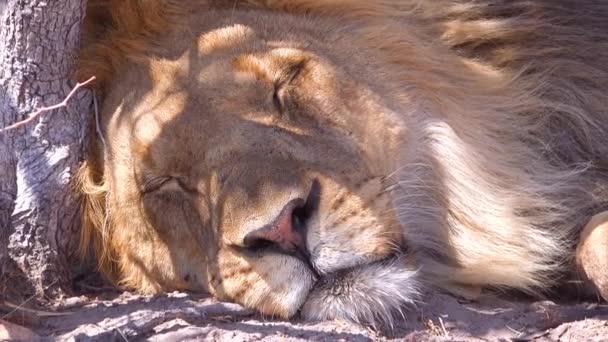 Extreme Close Male Lion Face Falls Asleep Plains Africa — Stock Video