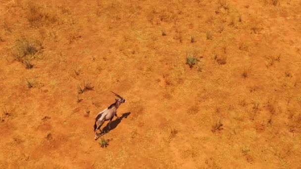 Aerial Lone Solo Oryx Antelope Walking Plains Africa Erindi Namibia — Stock Video