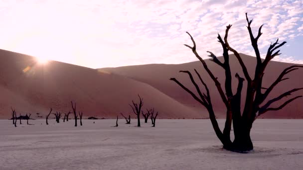 Árboles Muertos Siluetas Amanecer Deadvlei Sossusvlei Namib Naukluft National Park — Vídeos de Stock