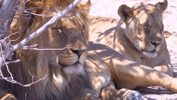 Pride Lions Sits Savannah Plains Africa Safari Etosha National Park — Stock Video