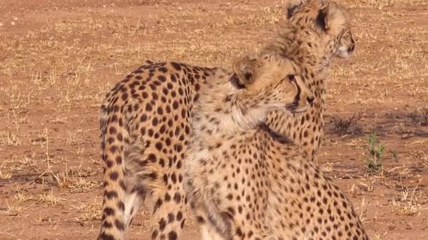 Deux Grands Guépards Chat Posent Silhouette Sur Les Plaines Afrique — Video