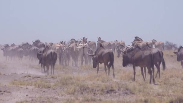Zebre Gnu Attraversano Aride Polverose Pianure Desertiche Del Parco Nazionale — Video Stock