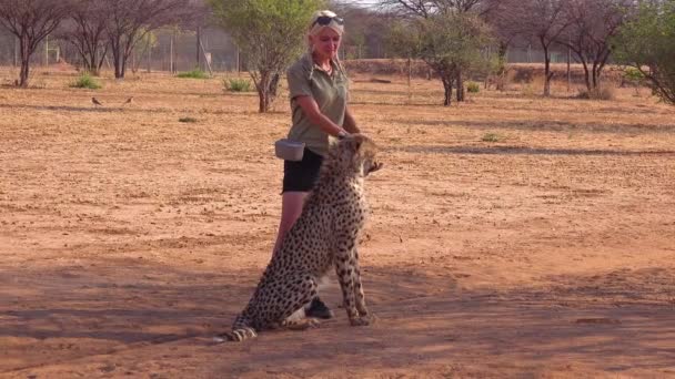 在纳米比亚的猎豹保护和康复中心 一名女驯兽师用勺子上的肉食训练猎豹 — 图库视频影像