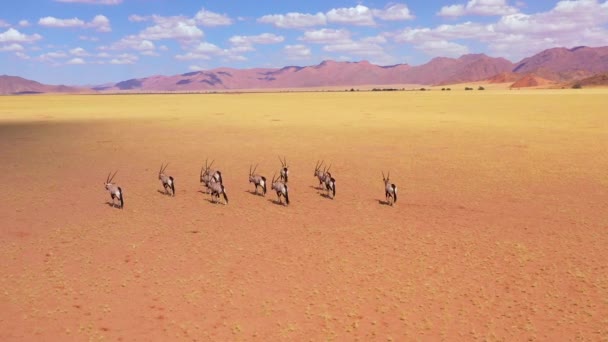 Aerial Herd Oryx Antelope Wildlife Walking Empty Savannah Plains Africa — Stock Video