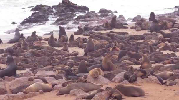Тысячи Тюленей Щенков Собираются Атлантическом Пляже Заповеднике Кейп Кросс Намибия — стоковое видео