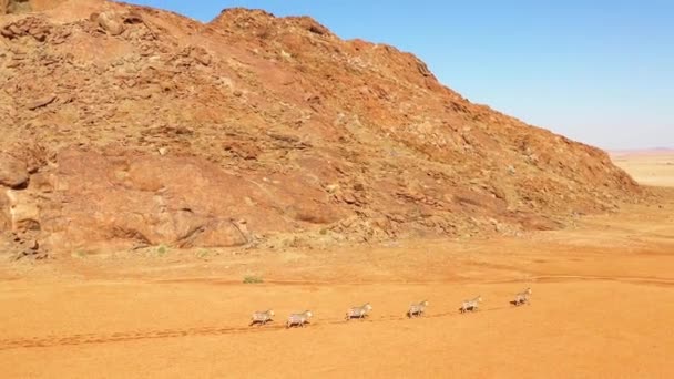 Excelente Fauna Aérea Cebras Corriendo Desierto Namib África Namibia — Vídeo de stock