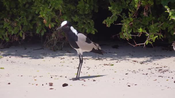 Ferreiro Lambendo Chilrear Pássaros Protege Seus Bebês Longo Uma Praia — Vídeo de Stock