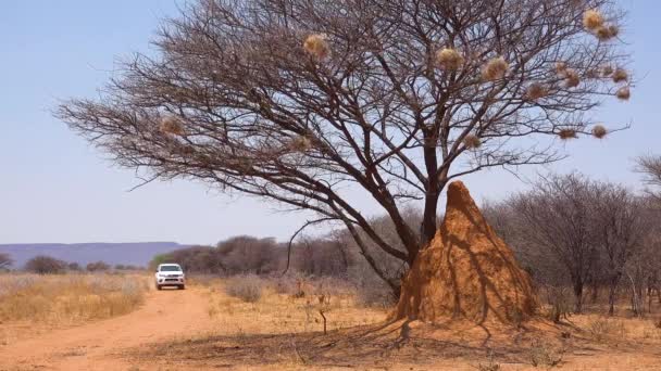Toyota Lux Safari Vehicle Passes Tall Termite Mound Safari Namibia — Stock Video