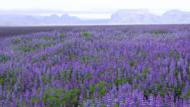 Las Flores Pino Púrpura Crecen Paisaje Volcánico Crudo Islandia — Vídeos de Stock