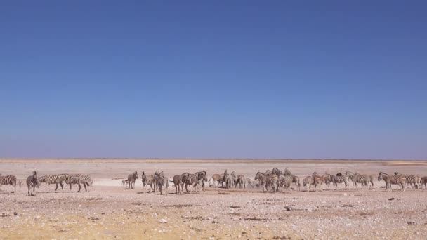 斑马成群结队地聚集在非洲伊托沙国家公园的一个水坑里 — 图库视频影像