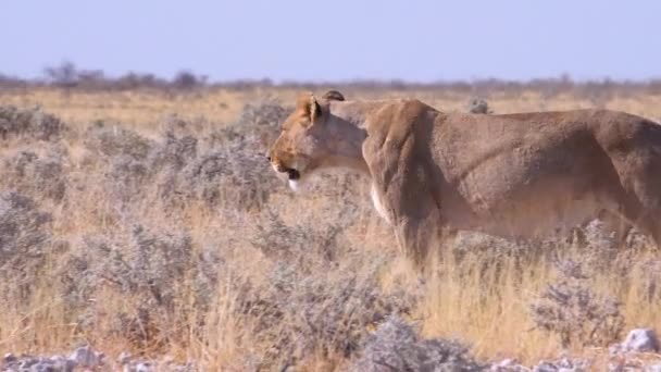 Ein Löwenweibchen Jagt Der Savannenebene Afrikas Mit Springbockantilope Ringsum — Stockvideo