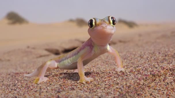 Makro Zbliżenie Słodkie Małe Namib Pustynny Gecko Jaszczurka Dużymi Odbiciowymi — Wideo stockowe