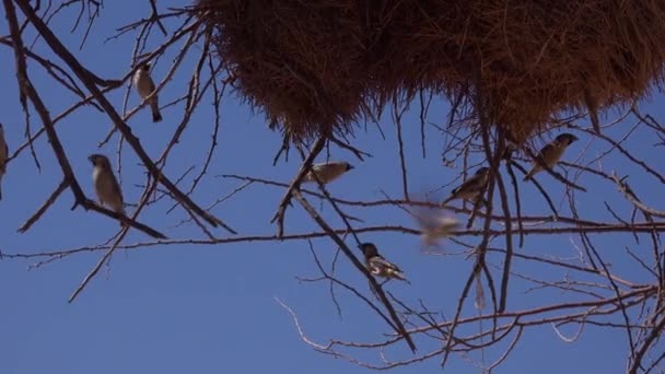 Cierre Del Nido Del Pájaro Tejedor Sociable Las Llanuras Namibia — Vídeo de stock