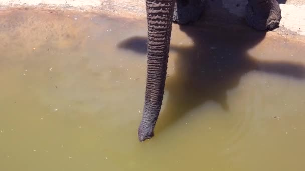 ナミビアのエトーシャ国立公園の水飲み場で水を飲むために彼のトランクを使用してアフリカゾウの閉鎖 — ストック動画