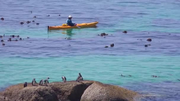 黒い足のペンギンが泳いで南アフリカの大西洋の海の岩の上を泳ぐカヤックのパドル — ストック動画