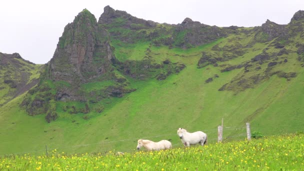 Beautiful Icelandic Ponies Horses Stand Green Field Iceland — Stock Video