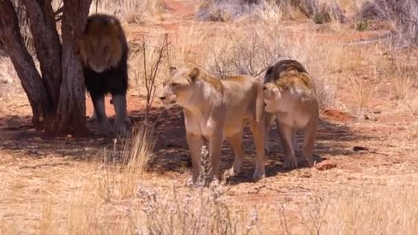 Pride Lions Walks Savannah Plains Africa Male Scratching His Back — Stock Video