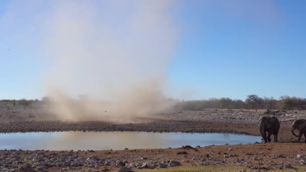 Dos Jóvenes Elefantes Africanos Quedan Atrapados Tornado Viento Diablo Abrevadero — Vídeos de Stock