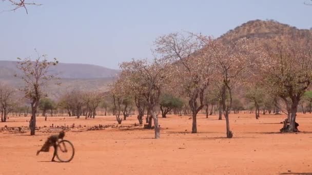 貧しいアフリカの子供はナミビアのアンゴラ国境のヒンバ村でおもちゃとして自転車で遊ぶ — ストック動画