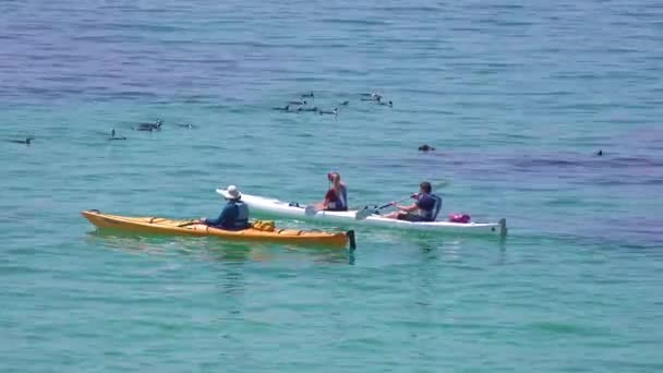 Kayakers Peddelen Langs Ezel Zwarte Pinguïns Zwemmen Atlantische Oceaan Wateren — Stockvideo